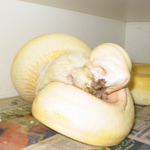 Male Albino Green 2