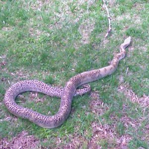 Male Reduced Pattern Granite