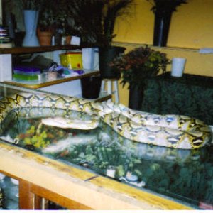 Normal Retic