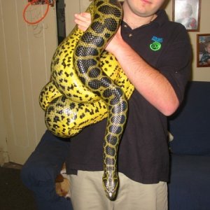 Yellow Female