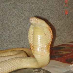 03 female
