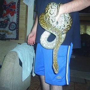 Rock Python