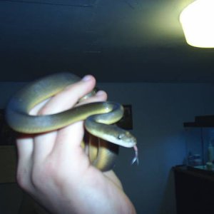 Male Water Python