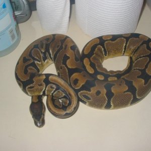 05 Normal Female