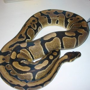05 female 2