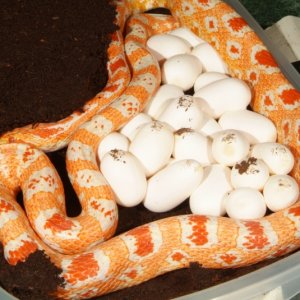 Fluorescent Eggs!