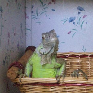 Yoddie in a basket :)