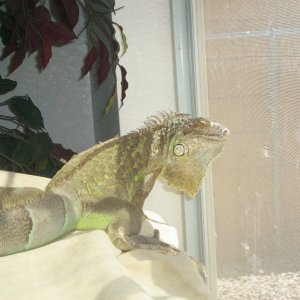 Lil girl basking