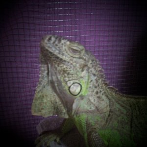 my little model