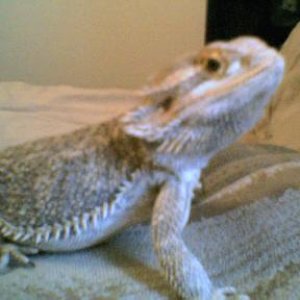 Rex