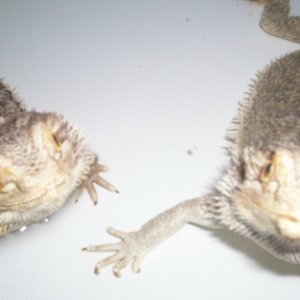 Rex and Raptor