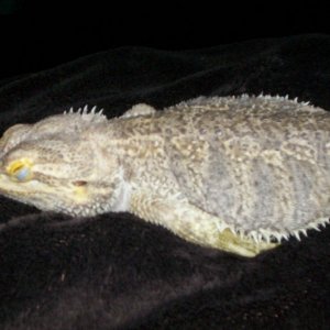 Rex