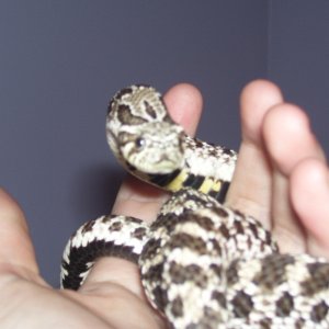 sam