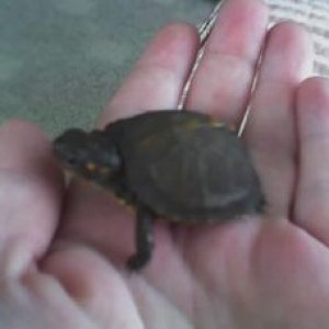 baby box turtle