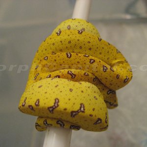 MorphCapital_GTP4