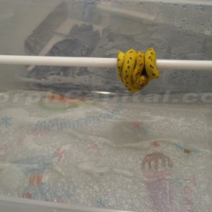 MorphCapital_GTP3