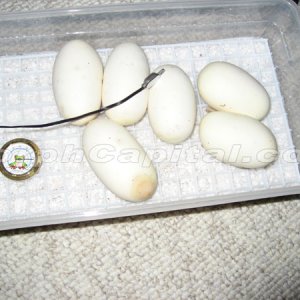 MorphCapital_SP0034_Clutch