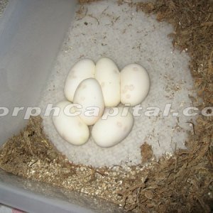 MorphCapital_PastaveEgg3