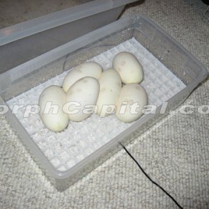 MorphCapital_PastaveEgg4