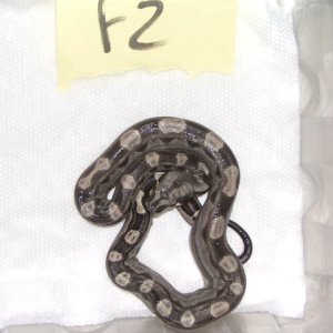 '07 Female MOTLEY