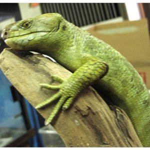 Prehensile-tailed Skink