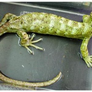 Prehensile-tailed Skink