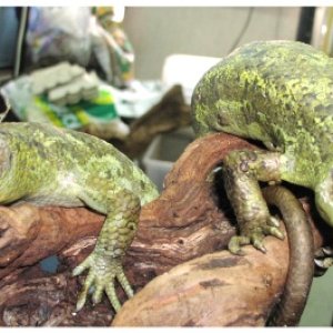 Prehensile-tailed Skink