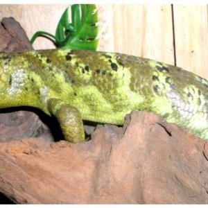 Prehensile-tailed Skink