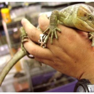 Prehensile-tailed Skink