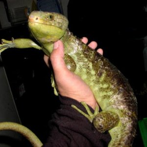 Prehensile-tailed Skink
