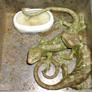 Prehensile-tailed Skink