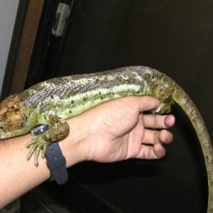 Prehensile-tailed Skink
