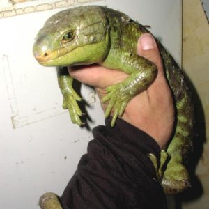 Prehensile-tailed Skink