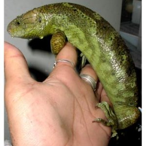 Prehensile-tailed Skink