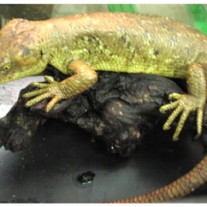 Prehensile-tailed Skink