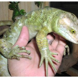 Prehensile-tailed Skink