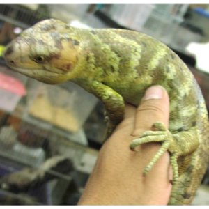 Prehensile-tailed Skink
