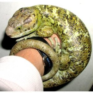 Prehensile-tailed Skink
