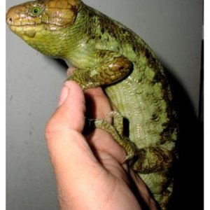 Prehensile-tailed Skink