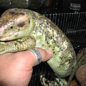 Prehensile-tailed Skink