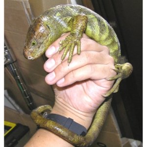 Prehensile-tailed Skink