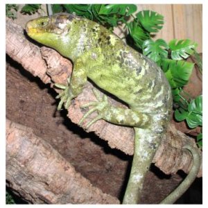 Prehensile-tailed Skink