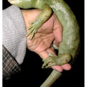 Prehensile-tailed Skink
