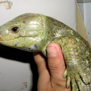 Prehensile-tailed Skink