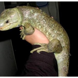 Prehensile-tailed Skink
