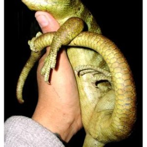 Prehensile-tailed Skink