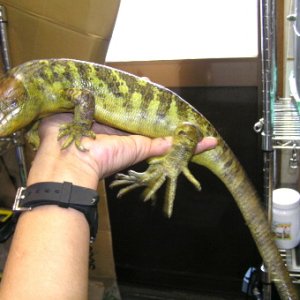 Prehensile-tailed Skink