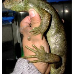 Prehensile-tailed Skink