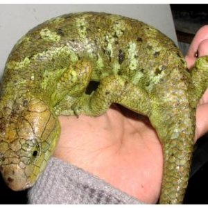 Prehensile-tailed Skink