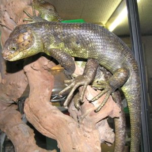 Prehensile-tailed Skink